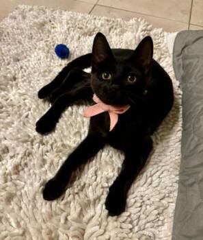 Camino -  Domestic Short Hair Cat for Adoption in Fort Worth, Texas - Camino | PetCurious