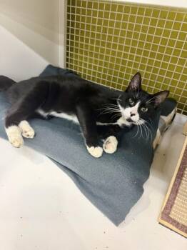 Gatsby -  Domestic Short Hair Cat for Adoption in Telford, Pennsylvania - Gatsby | PetCurious
