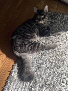 Rescue Domestic Short Hair Cats for Adoption in Salisbury, North Carolina - Decker | PetCurious