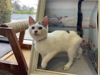 Domestic Short Hair Cats Available for Adoption - WILLIAM | PetCurious