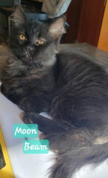 Moon Beam -  Domestic Medium Hair Cat for Adoption in Greenwood, Indiana - Moon Beam | PetCurious