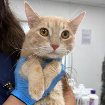 Domestic Short Hair Cats Available for Adoption in Newark, New Jersey - Ron | PetCurious