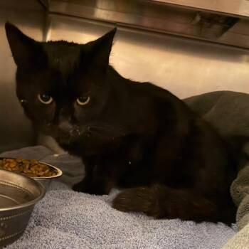 Bartholomeow -  Domestic Short Hair Cat for Adoption in Bristol, Indiana - Bartholomeow | PetCurious