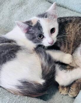 Barbara -  Domestic Short Hair and Calico Cat Available for Adoption in Frisco, Texas - Barbara | PetCurious