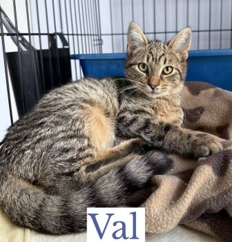 Rescue Domestic Short Hair Cats for Adoption in Berkeley Springs, West Virginia - Val | PetCurious