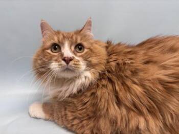 Watson -  Domestic Short Hair Cat for Adoption in Woodbury, Minnesota - Watson | PetCurious