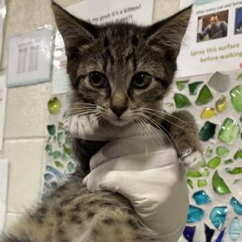 MAJESTY -  Domestic Short Hair Cat for Adoption in Pensacola, Florida - MAJESTY | PetCurious