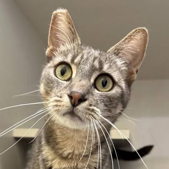 Domestic Short Hair Cats Available for Adoption in Redwood City, California - Willow | PetCurious