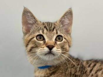 Tropicana -  Domestic Short Hair Cat for Adoption in Portland, Oregon - Tropicana | PetCurious