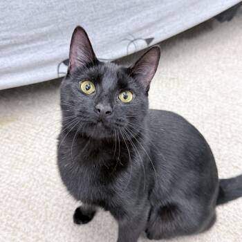 Rescue American Shorthair Cats for Adoption in Philadelphia, Pennsylvania - Templeton | PetCurious