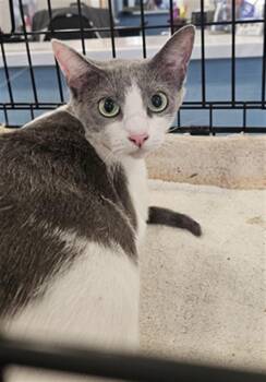 Domestic Short Hair Cats Available for Adoption in Palmetto, Florida - A135747 | PetCurious