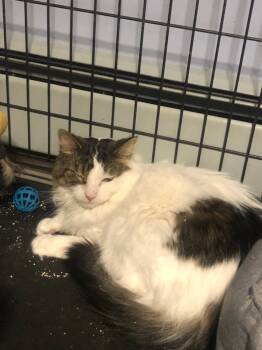Rescue Domestic Short Hair Cats for Adoption in Westbury, New York - Kona | PetCurious