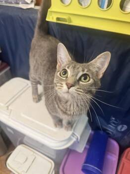 Stormy -  Domestic Short Hair Cat for Adoption in Plumerville, Arkansas - Stormy | PetCurious