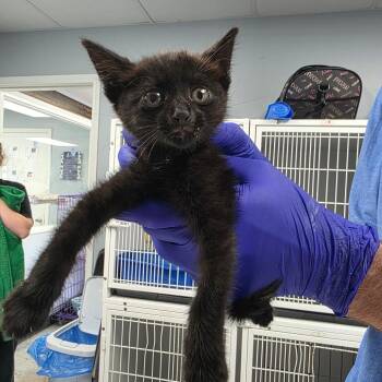 Mavis -  Domestic Short Hair Cat for Adoption in Duncan, Oklahoma - Mavis | PetCurious