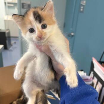 Black Widow -  Domestic Short Hair Cat for Adoption in Greensboro, North Carolina - Black Widow | PetCurious
