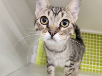 Rescue Domestic Short Hair Cats for Adoption in Fort Lupton, Colorado - Stash | PetCurious