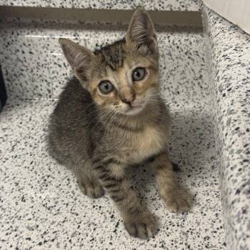 Miracle -  Domestic Short Hair Cat for Adoption in Santa Fe, Texas - Miracle | PetCurious