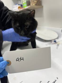 Rescue Domestic Short Hair Cats for Adoption - Luca | PetCurious