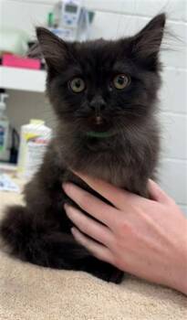 DURANGO -  Domestic Long Hair Cat for Adoption in Peoria, Illinois - DURANGO | PetCurious