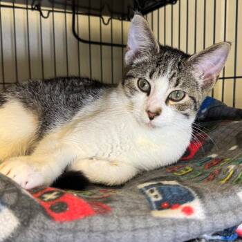 Timby -  Domestic Short Hair Cat for Adoption in Saginaw, Michigan - Timby | PetCurious