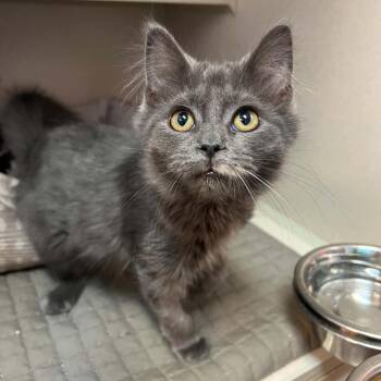 Ava 260744 -  Domestic Medium Hair Cat for Adoption in Gladstone, Michigan - Ava 260744 | PetCurious