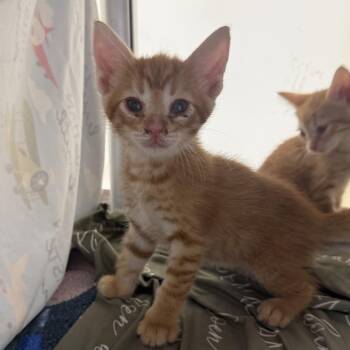 Ruston-C -  Domestic Short Hair Cat for Adoption in East St. Louis, Illinois - Ruston-C | PetCurious