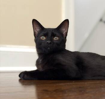 Skye -  Domestic Short Hair Cat for Adoption in Wayne, New Jersey - Skye | PetCurious
