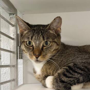 Rosebud -  Domestic Short Hair Cat for Adoption in Hampton Bays, New York - Rosebud | PetCurious