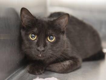 SALLY -  Domestic Short Hair Cat for Adoption in Phoenix, Arizona - SALLY | PetCurious