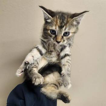 Domestic Short Hair Cats Available for Adoption in Conroe, Texas - MIMIKYU | PetCurious