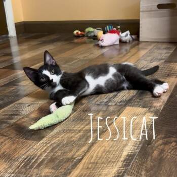 Jessicat -  Domestic Short Hair Cat for Adoption in Washington, Pennsylvania - Jessicat | PetCurious