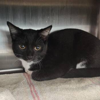 Mikael -  Domestic Short Hair Cat for Adoption in Fort Wayne, Indiana - Mikael | PetCurious