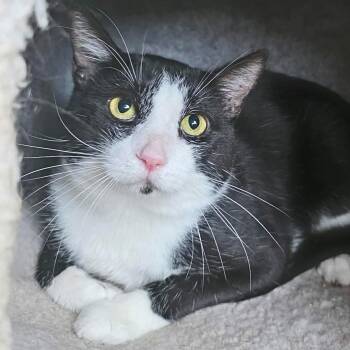 Thomas Tuxedo -  Tuxedo Cat for Adoption in Shippenville, Pennsylvania - Thomas Tuxedo | PetCurious