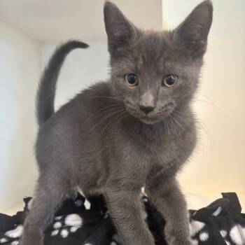 Rescue Domestic Short Hair Cats for Adoption in Tulsa, Oklahoma - Potato | PetCurious