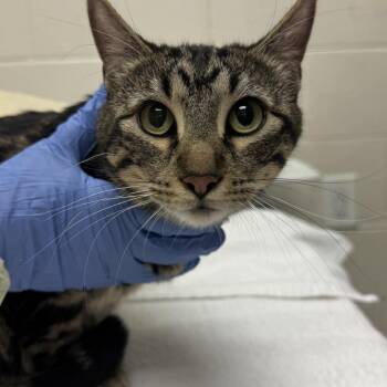 Sasha -  Domestic Short Hair Cat for Adoption in Murray, Utah - Sasha | PetCurious