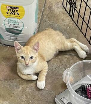 Bob -  Domestic Short Hair and Manx Cat for Adoption in Oviedo, Florida - Bob | PetCurious