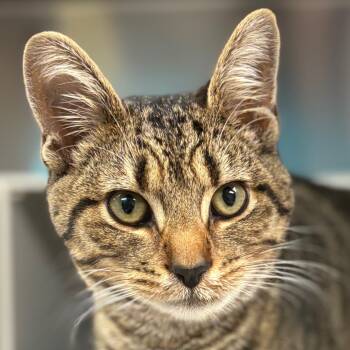 Rescue Domestic Short Hair Cats for Adoption in Vineland, New Jersey - Syrup | PetCurious