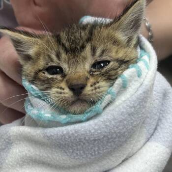 Domestic Short Hair Cats Available for Adoption in Summerville, South Carolina - Cinnamon Twist @ PetSmart On Dorchester Road | PetCurious