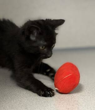 Smudge -  Domestic Short Hair Cat for Adoption in Gardnerville, Nevada - Smudge | PetCurious