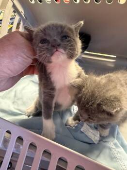 Strider -  Domestic Medium Hair Cat for Adoption in Jackson, Georgia - Strider | PetCurious