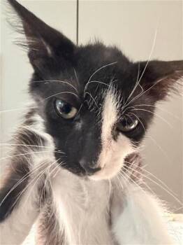 A658310 -  Domestic Short Hair Cat for Adoption in Houston, Texas - A658310 | PetCurious