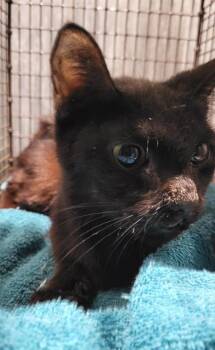 TAYLOR -  Domestic Short Hair Cat for Adoption in San Antonio, Texas - TAYLOR | PetCurious