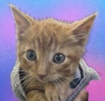 JinJer -  Domestic Short Hair Cat for Adoption in Simcoe, Ontario - JinJer | PetCurious