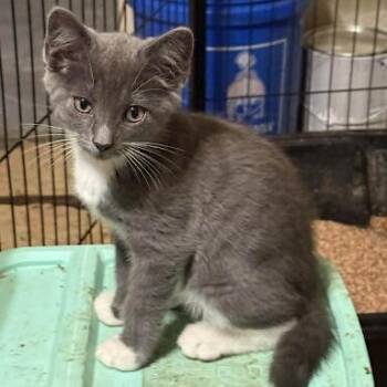Timothy -  American Shorthair Cat for Adoption in Bethel, Connecticut - Timothy | PetCurious