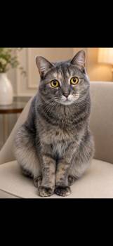 Miss Malta -  Domestic Short Hair Cat for Adoption in Boca Raton, Florida - Miss Malta | PetCurious