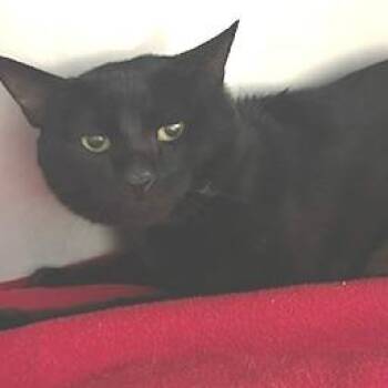 Zero -  Domestic Short Hair Cat for Adoption in Knoxville, Tennessee - Zero | PetCurious
