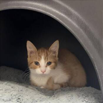 Tilly -  Domestic Short Hair Cat for Adoption in Nashville, Tennessee - Tilly | PetCurious