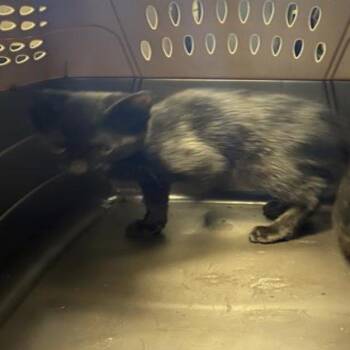 Wicked -  Domestic Short Hair Cat for Adoption in Grantsville, Utah - Wicked | PetCurious