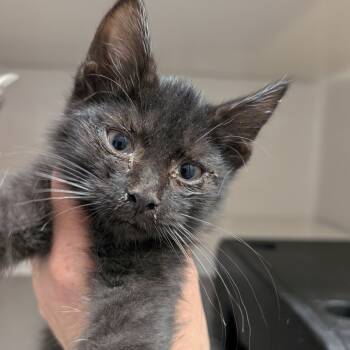 Rescue Domestic Short Hair Cats for Adoption in Watertown, New York - Dexter | PetCurious