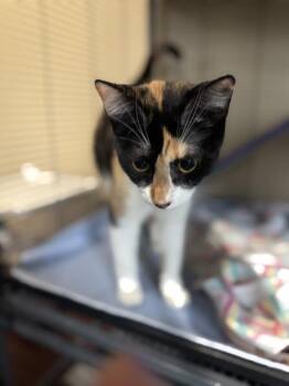 Domestic Short Hair Cats Available for Adoption - Rhaenyra | PetCurious